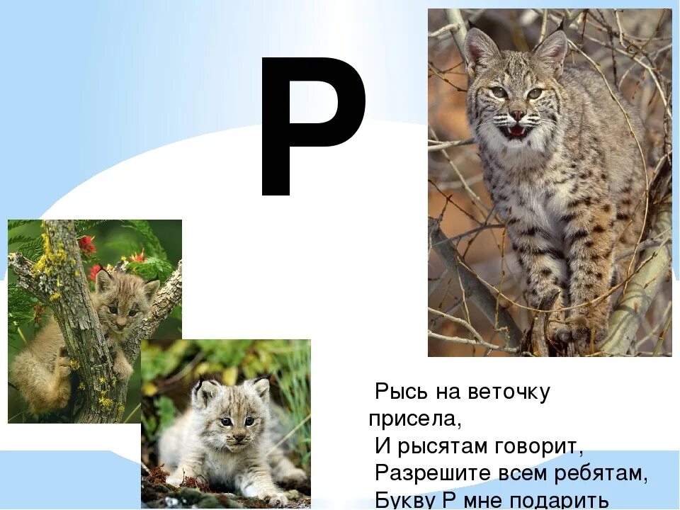 Загадка про Рысь. Загадка про Рысь для детей. Стих про Рысь. Загадки про Рыся для детей.