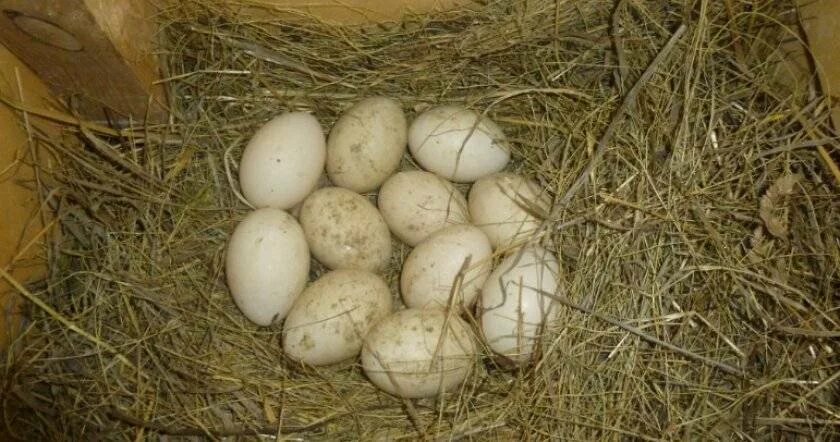Сколько индоутка сидит на яйцах. Инкубационное яйцо индоутки. Яйцо мускусной утки. Индоутка яйца. Инкубационное яйцо мускусной утки.