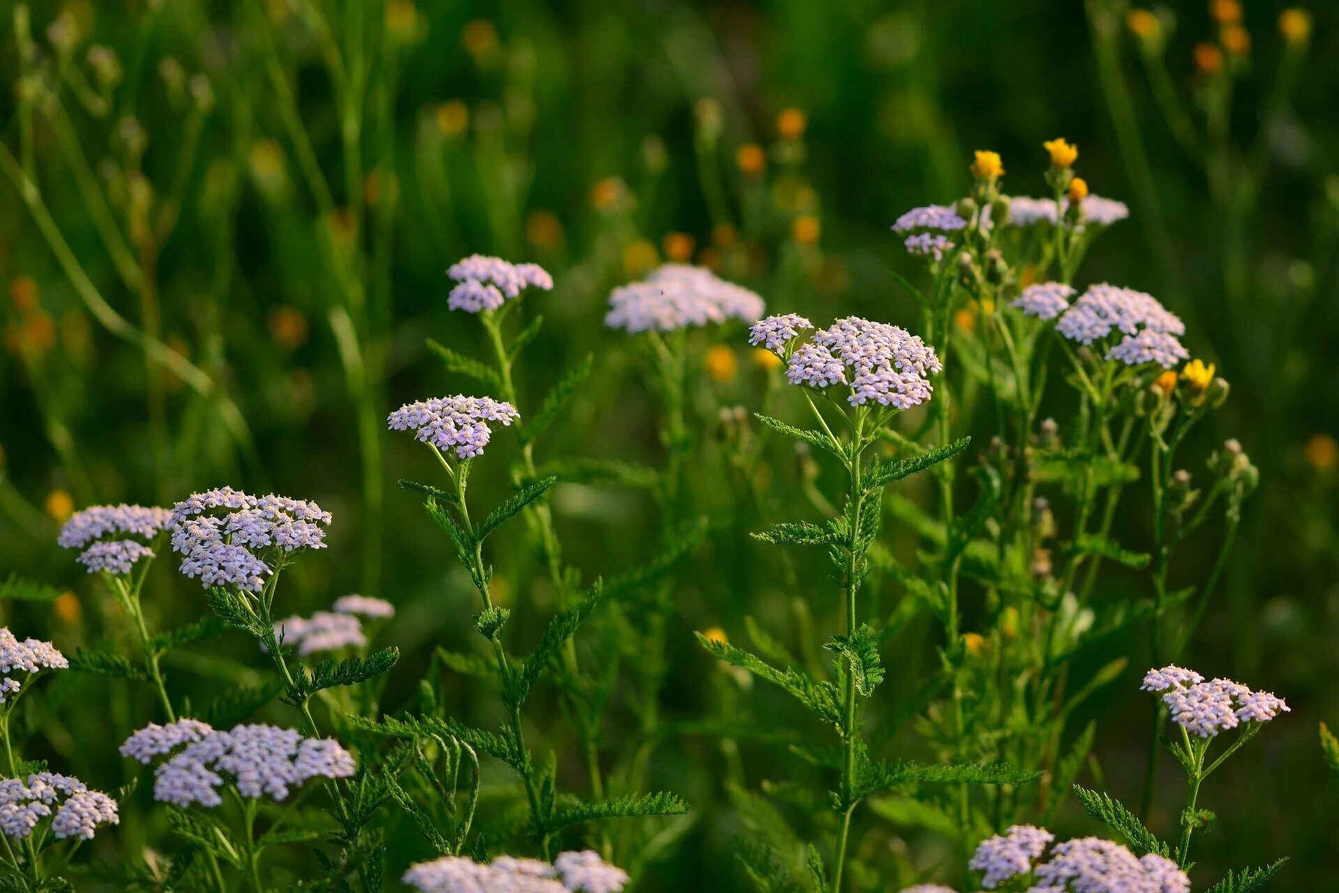 Тысячелистник обыкновенный (achillea millefolium). Тысячелистник обыкновенный васюринский. Тысячелистник обыкновенный (achillea millefolium). Тысячелистник обыкновенный (achilléa millefólium). Тысячелистник обыкновенный васюринский.
