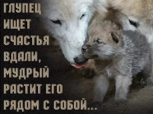 Рядом быть совсем не просто. Глупец ищет счастья вдали мудрый растит его рядом. счастье рядом. глупец ищет счастья вдали. глупец ищет счастья.