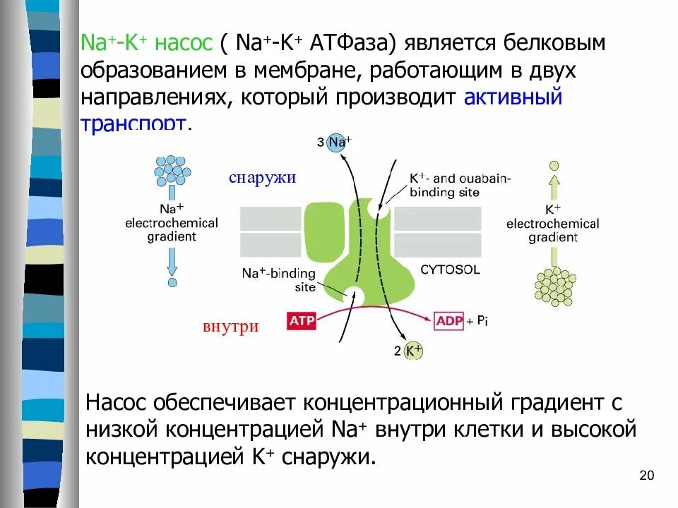 Натрий атф. Na k АТФАЗА механизм переноса. Механизм работы na+/k+-насоса. Роль na k АТФАЗЫ. Натрий калиевая АТФАЗА И насос.