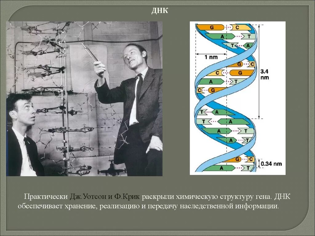 Модель ДНК Дж. Уотсона и ф. крика.. Строение ДНК модель ДНК Уотсона-крика. Структурная организация молекулы ДНК модель Дж.Уотсона. Структура ДНК 1953.