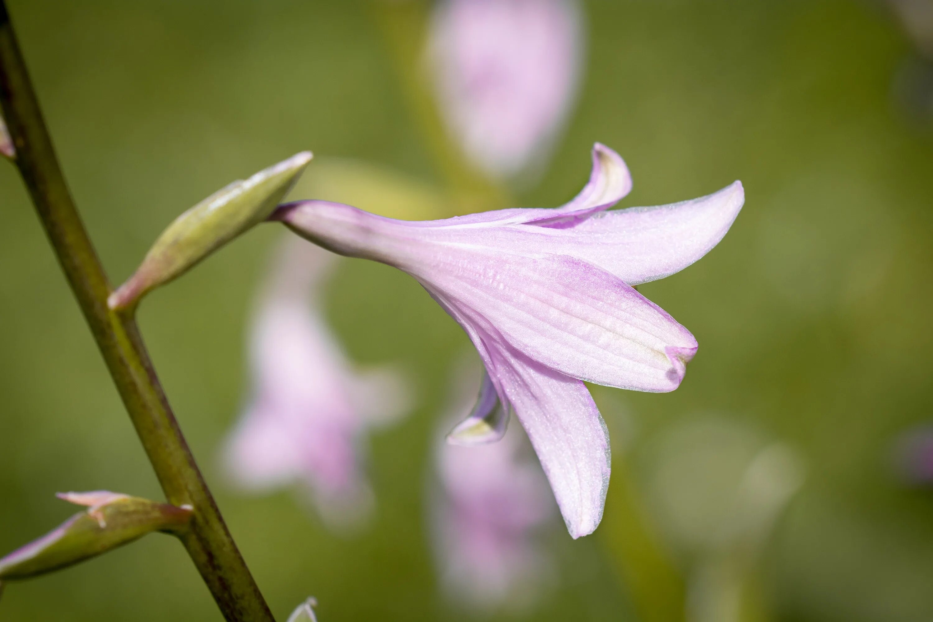 Plantain Lily. Лилия бутон. Лилии с тонкими лепестками. Фиолетовые цветы похожие на лилии.