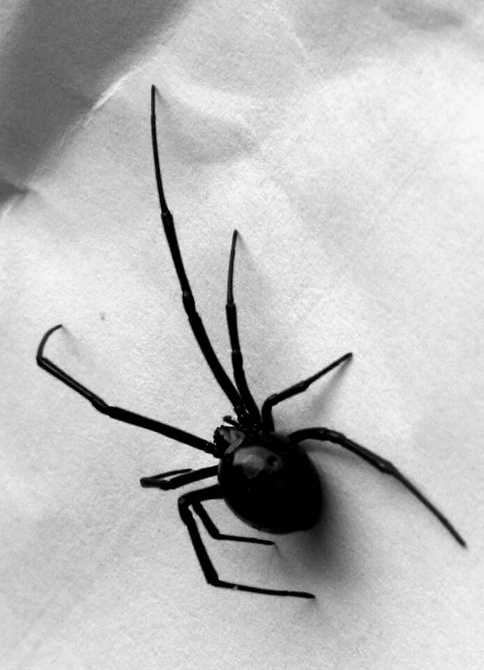 Черный паук хорошо. Каракурт паук. Черная вдова паук. Черная вдова gferэстетика. Паук Каракурт Эстетика.