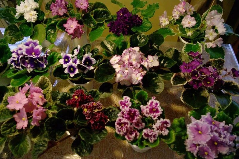 Фиалок 7. Фиалка сенполия. Фиалка седьмое небо. Фиалок 7. Фиалка 7 гномов.