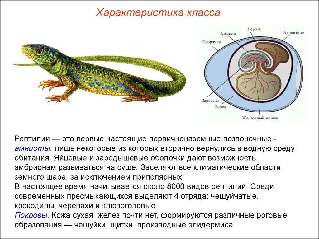 Прыткая ящерица размножение и развитие. Чешуйчатые пресмыкающиеся или земноводные. Яйцевые оболочки рептилий. Внутреннее строение пресмыкающихся размножение. Строение покровы пресмыкающихся 7 класс.