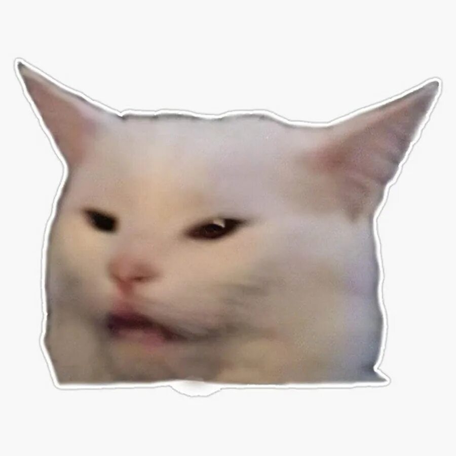 Мемный белый кот. Мемный белый кот