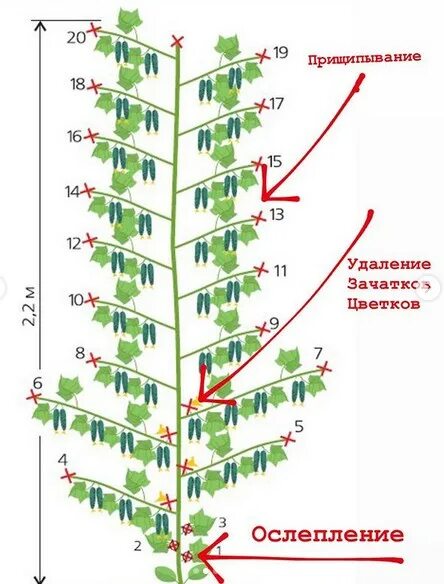 Надо ли прищипывать огурцы. Схема ослепления огурцов. Ослепление огурцов в теплице схема. Ослепление огурцов в открытом грунте схема.