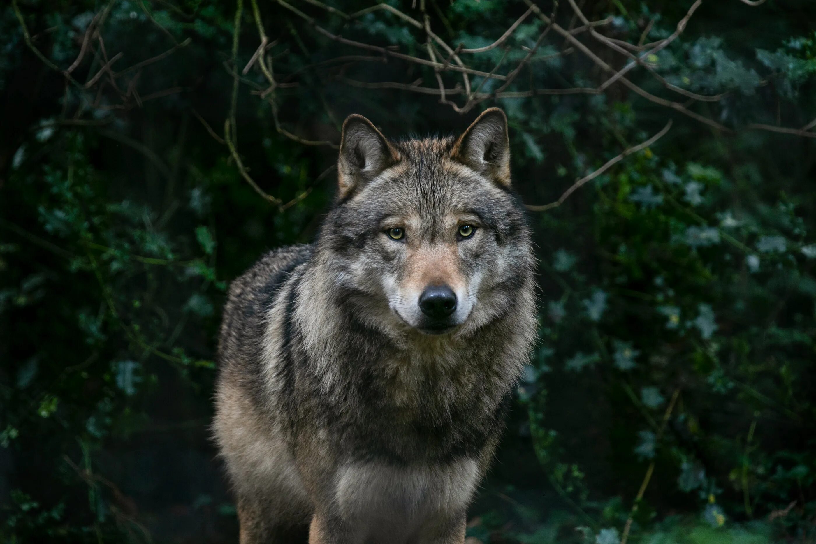 Grey wolf
