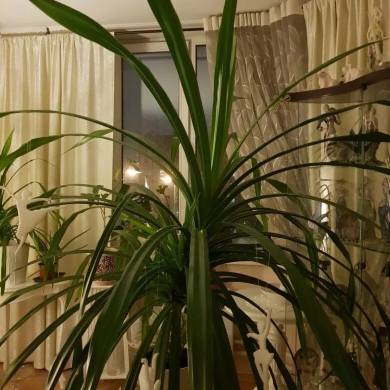 Комнатное растение панданус. Панданус винтовая пальма. монстера панданус. ложная пальма панданус. цветок пальма панданус.