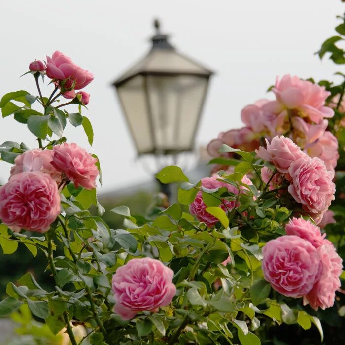 розы душа сада