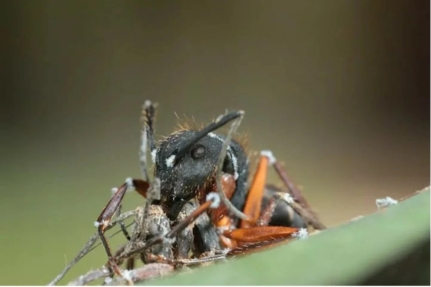 Заболевшие муравьи. Муравьи зомби. Кордицепс однобокий зомбирующий муравьев гриб. Муравей зомби гриб. Фото зомби и муравьёв.