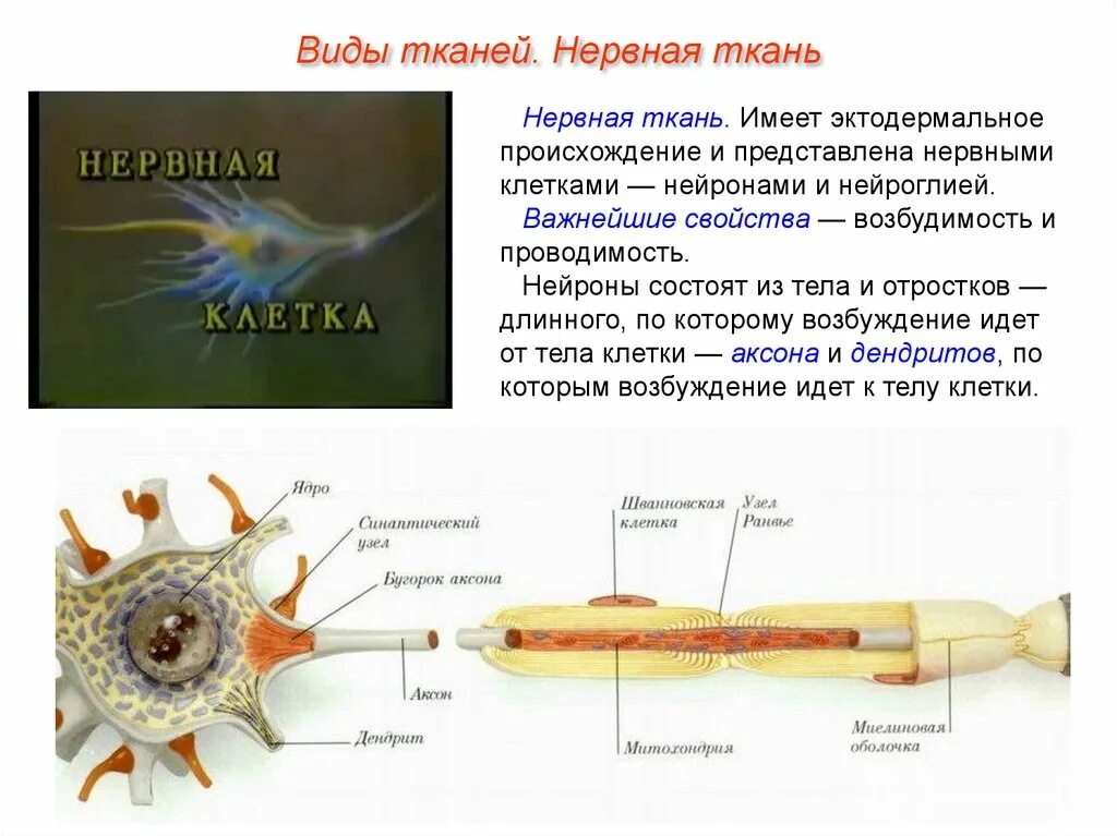 Нервная ткань. Виды нервной ткани. Виды клеток нервной ткани. Нервная ткань Тип ткани. Какие клетки обладают возбудимостью и проводимостью