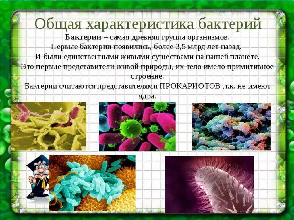 Доклад на тему микробы 5 класс биология. Доклад о бактериях. Бактерии презентация. Общая характеристика бактерий. Бактерии доядерные организмы презентация 7 класс биология