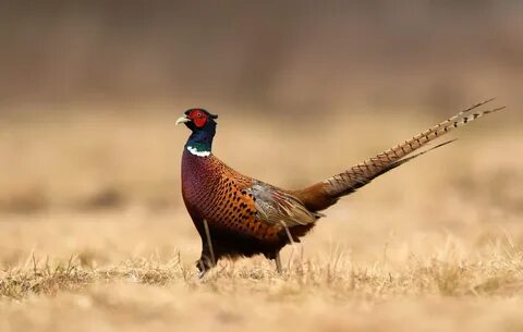 If you’re interested in raising pheasants, this primer can get you started ...