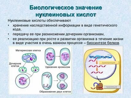 Какие органические вещества сохраняют наследственную информацию клетки