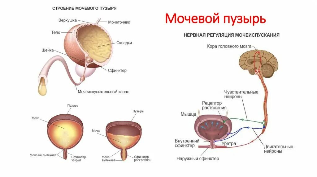 После мочевого