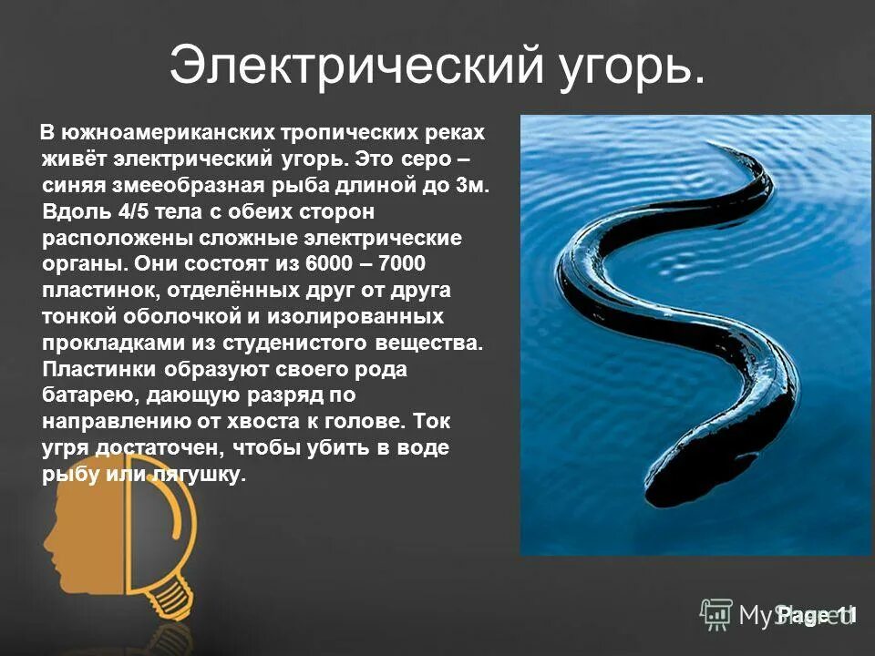 Текст про угрей. Электрический угорь. Электрический угорь электричество. Электрический угорь рыба. Электрический угорь презентация.