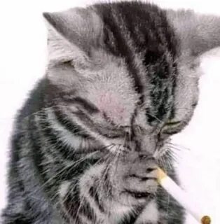 Котик извиняется