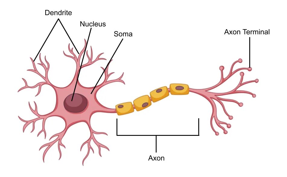 Neural search