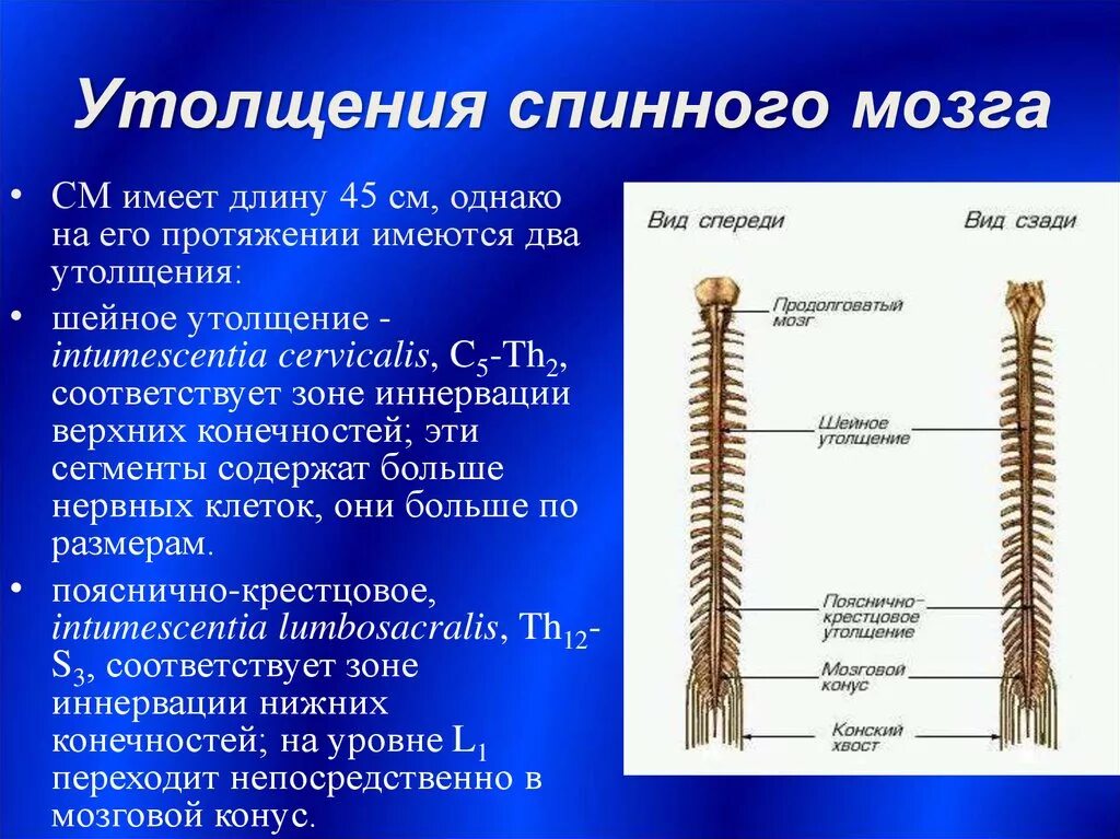 В спинном мозге выделяют. Пояснично-крестцовое утолщение спинного мозга сегменты. Шейное утолщение спинного мозга. Пояснично крестцовое утолщение сегменты. Пояснично-крестцовое утолщение спинного.