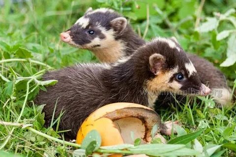 Brother musang