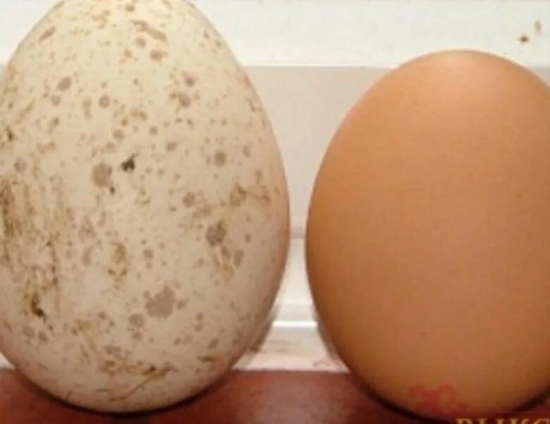 Индюшиные яйца. Яйца индейки. Индюшиное яйцо на белом фоне. Turkey egg. Индюшиные яйца.