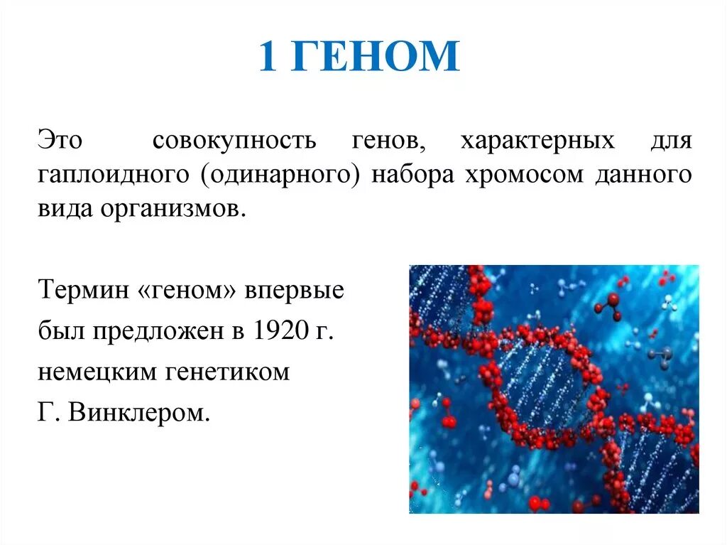 Геном. Понятие о геноме. Геном это в биологии. Ген это в биологии.