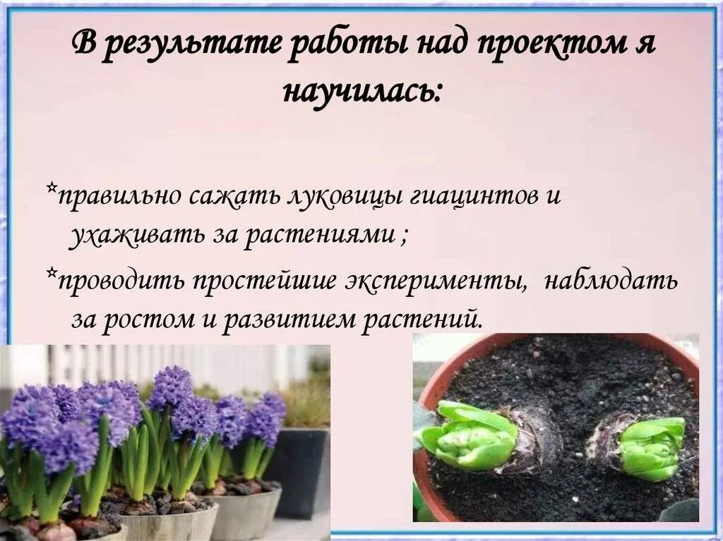 Сколько нужно поливать гиацинт. Гиацинт луковицы посадка. Посадка гиацинтов в горшок. Почва для гиацинта в горшке. Гиацинт в горшочке.