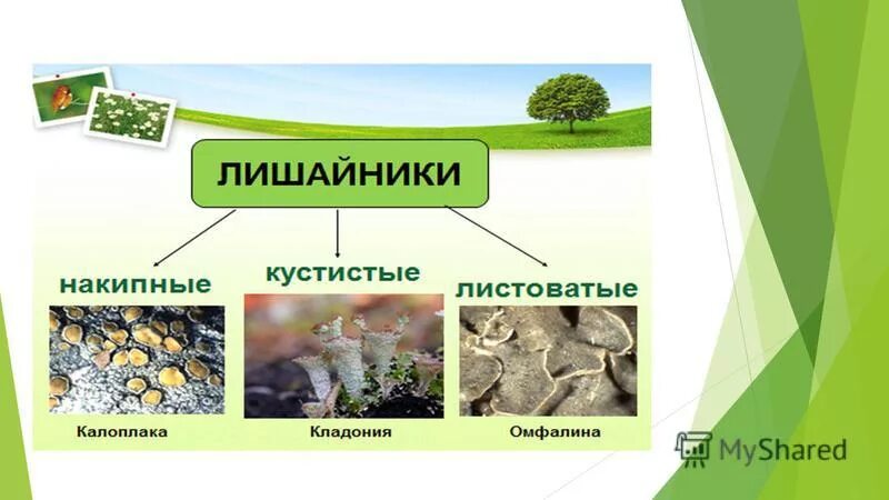 Лишайники роль в природе. Многообразие лишайников. Важность лишайников в природе. Лишайники значение в природе. Какова роль лишайников