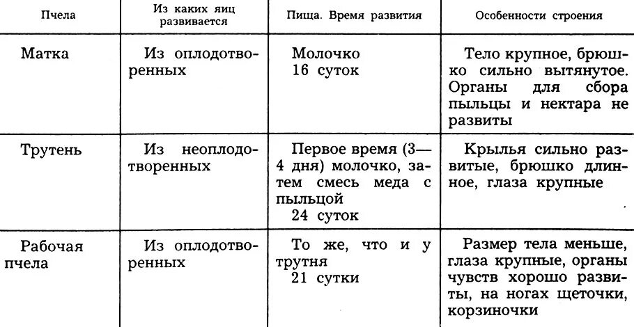 Таблица развития пчел