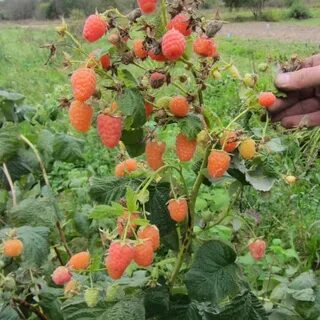 Саженцы малины оранжевое чудо