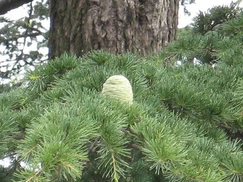 Кедр краснодар. Краснодар ул атарбекова 1. Коттеджный поселок золотой город. ). Кедр символика.