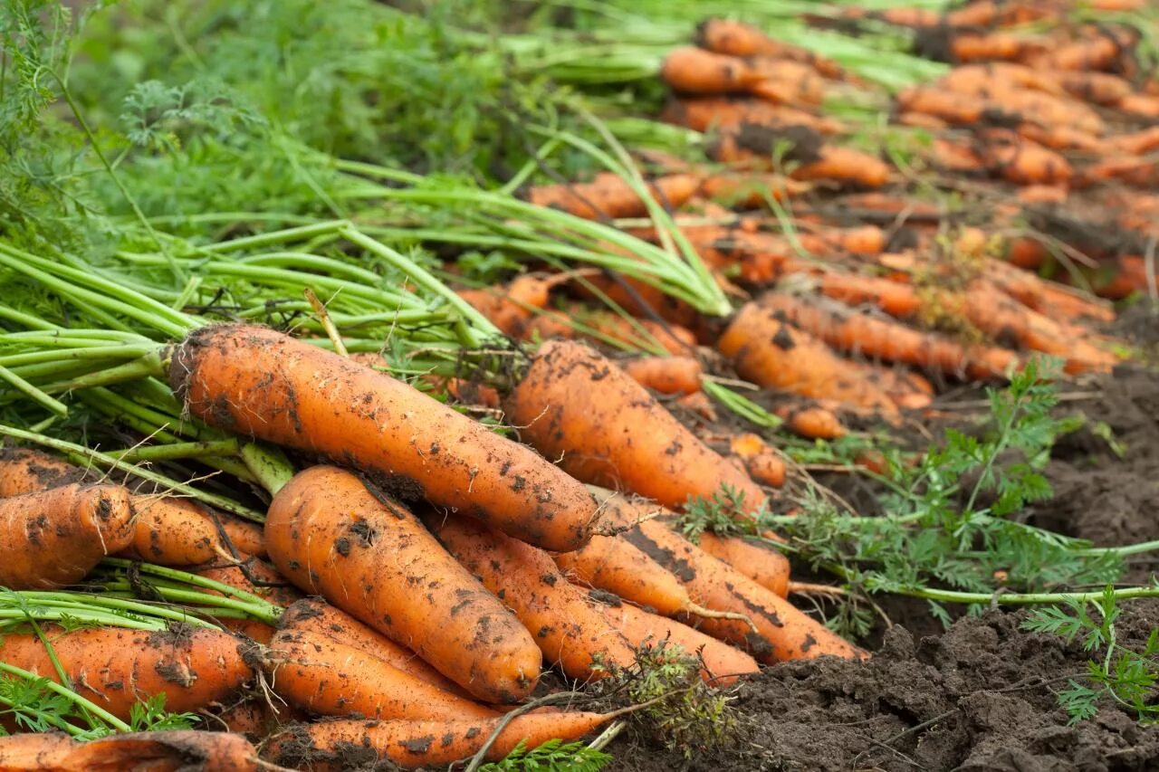 Время собирать морковь