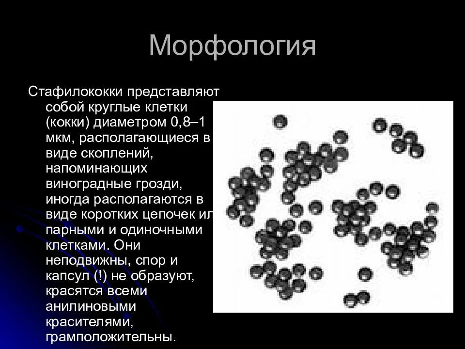 Стафилококки описание. Золотистый стафилококк морфология. staphylococcus aureus морфология. стафилококк ауреус морфология. стафилококки микробиология морфология.