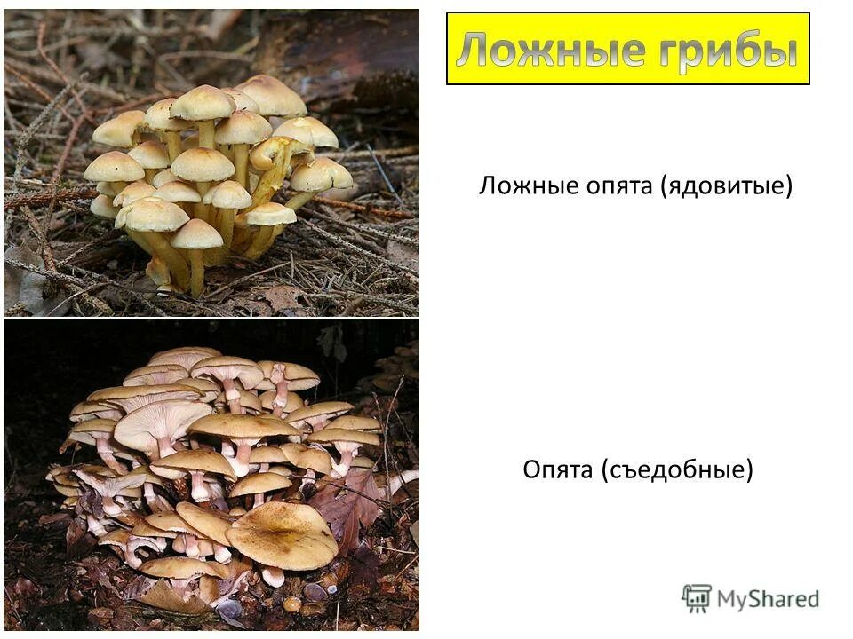 Как выглядят ложные опята осенние. Ложные опята ядовитые. как выглядят опята съедобные и ложные. опята осенние съедобные и ложные. опёнок осенний ложный и настоящий.