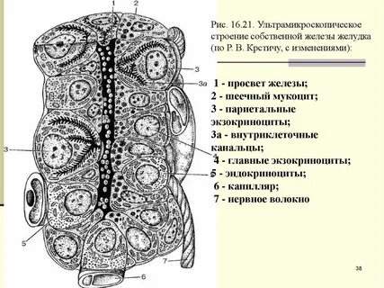 Собственные железы