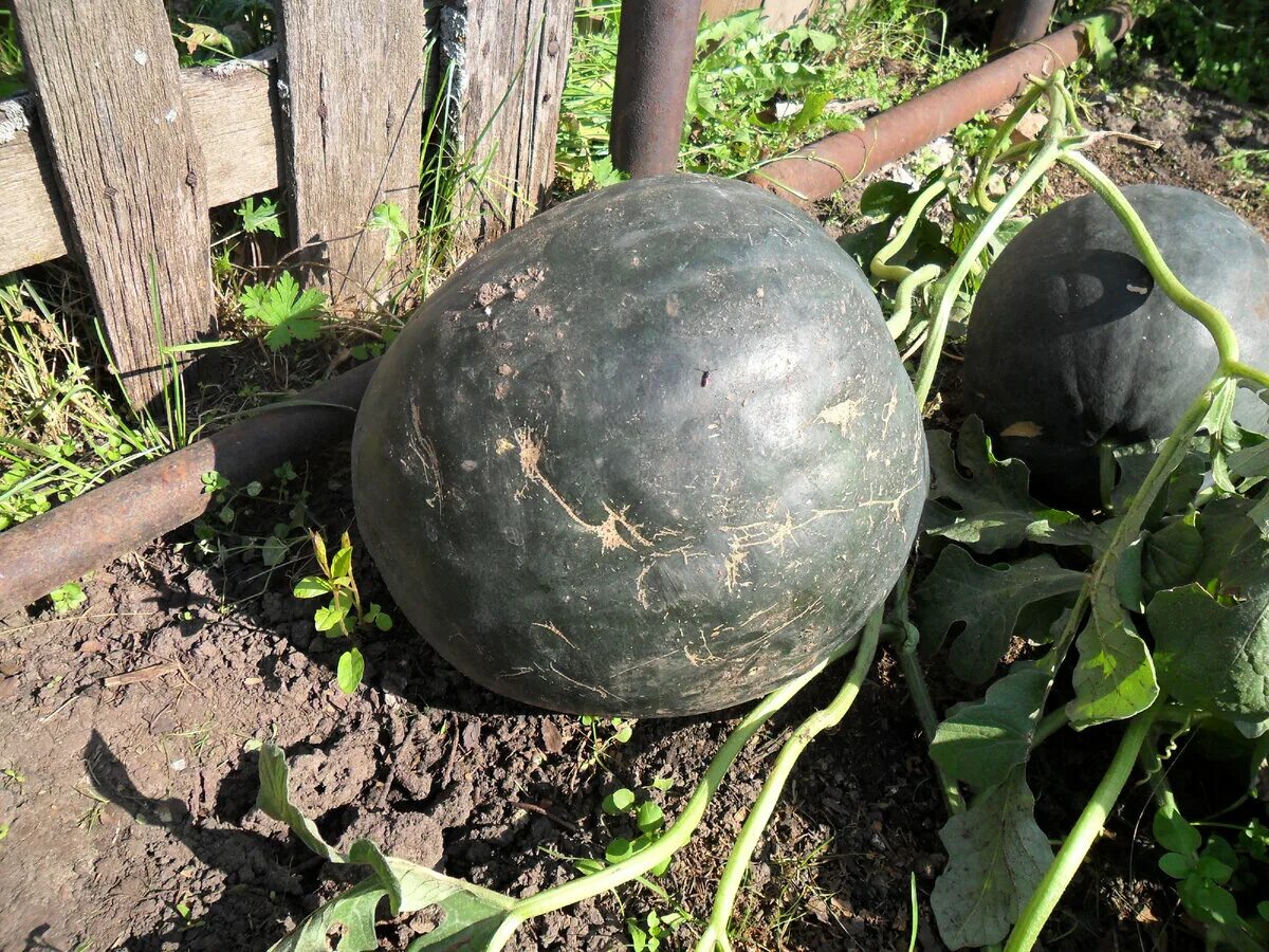 Арбузы дыни открытом грунте. Арбузы в открытом грунте. Арбуз растет. Дыня на грядке. Грядка для арбуза и дыни.