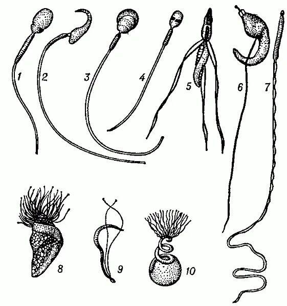 Сперматозоиды животных. Мужские гаметы со жгутиками. Спермии у мхов. Мужские половые клетки мхов. Мужские гаметы папоротников