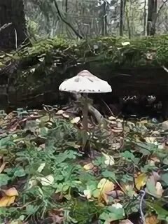 Кто куда я за грибами форум русфишинг