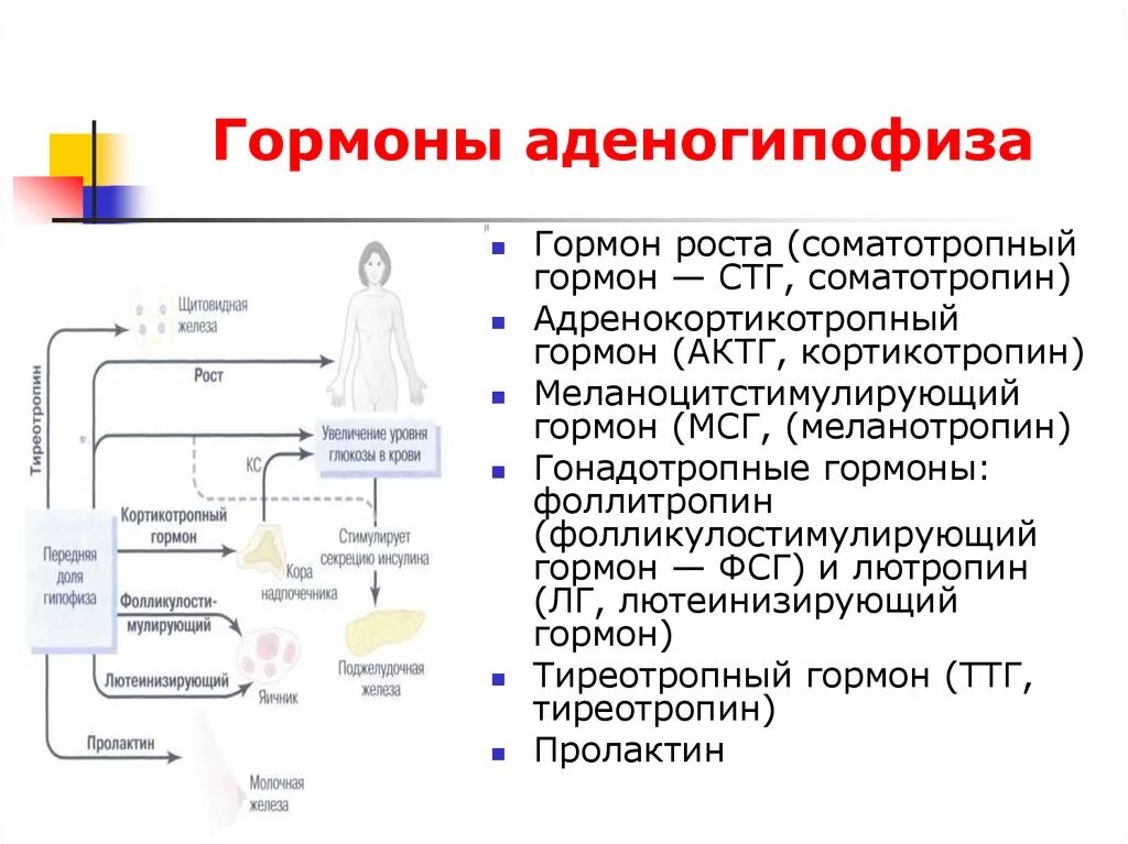 Гормоны аденогипофиза соматотропин ФСГ ЛГ пролактин. Горманы аденогипофиза соматропин ФСГ. Перечислите гормоны аденогипофиза.. Аденогипофиз клетки мишени. Гормоны переднего гипофиза