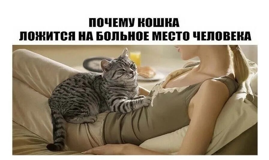 почему кошка ложится на человека и мурчит. почему и как коты мурлыкают. почему кошки мурличать. кошка ложится на больное место человека. кошки ложатся на больное место.