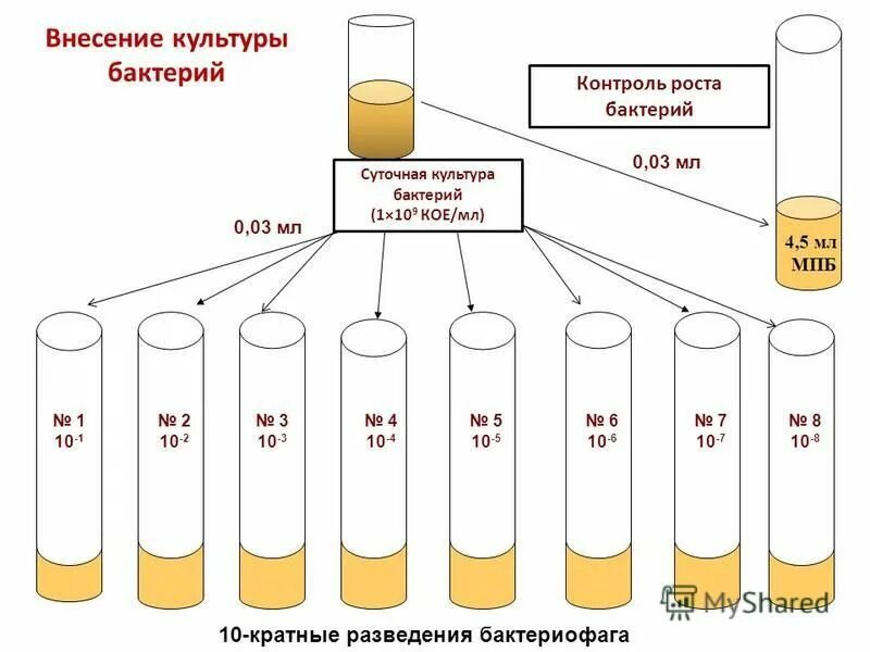 10444.15. Схема разведения бактерий посева. Суточная культура микроорганизмов. Количественный посев. Методы изучения бактериальных культур..