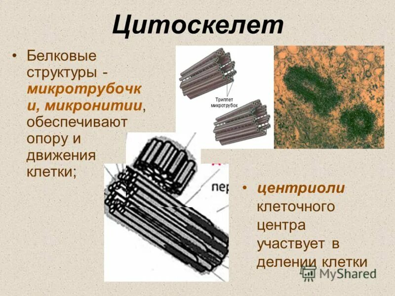 цитоскелет и клеточный центр. функции цитоскелета. микротрубочки клеточный центр цитоскелет. клеточный центр и микротрубочки. клеточный центр от цитоскелета.