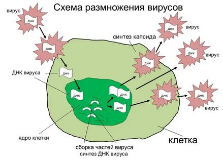 Размножение вируса называется