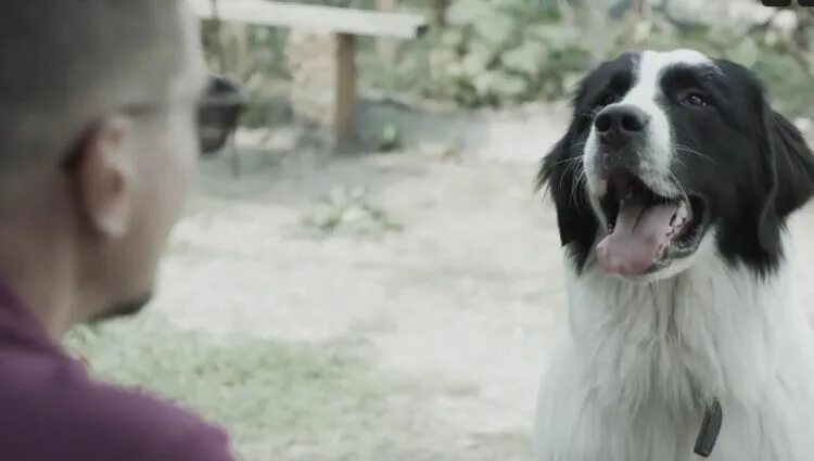 Белый бим порода. Макар климов сериал бим. Где сема из бима. Где сема из бима. Вячеслав тихонов белый бим.