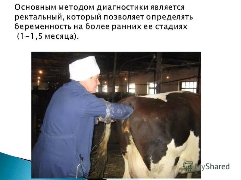 лабораторные методы диагностики беремен. методы диагностики беременности у животных. диагностика беременности у животных. методы диагностики беременных. диагностика беременности у животных.
