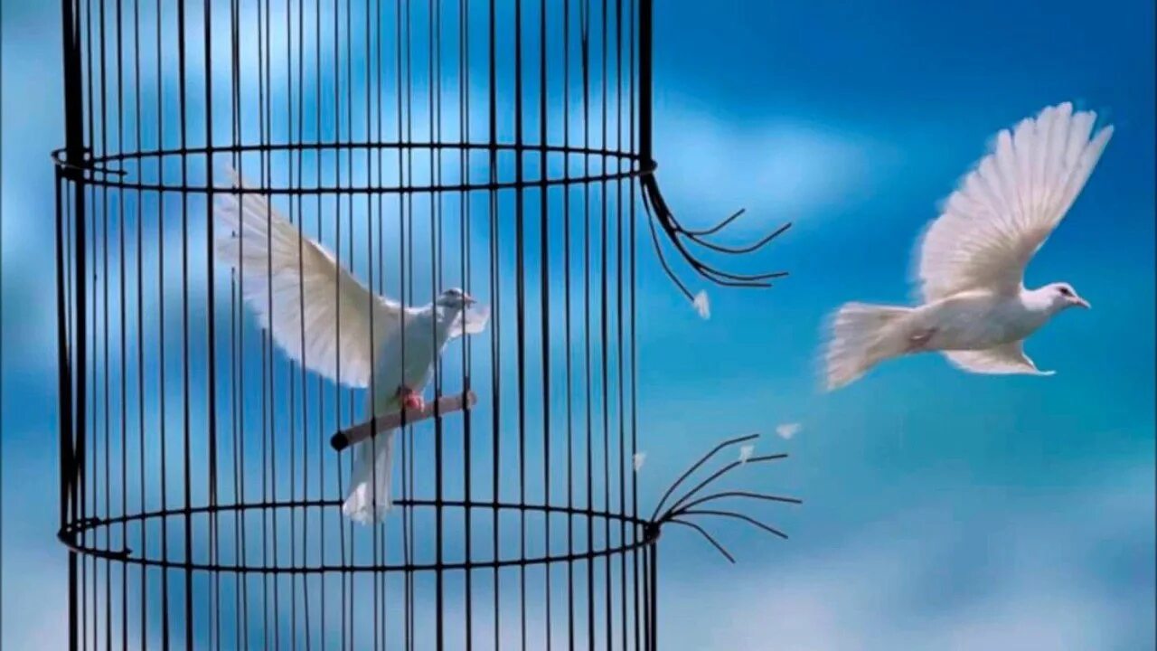 Я на волю как из клетки. Вырваться из клетки. Птица свободы. Птица вылетает из клетки.