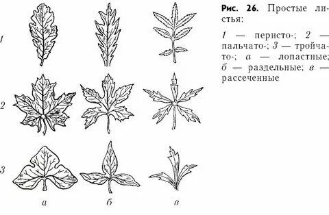 Пальчато раздельные
