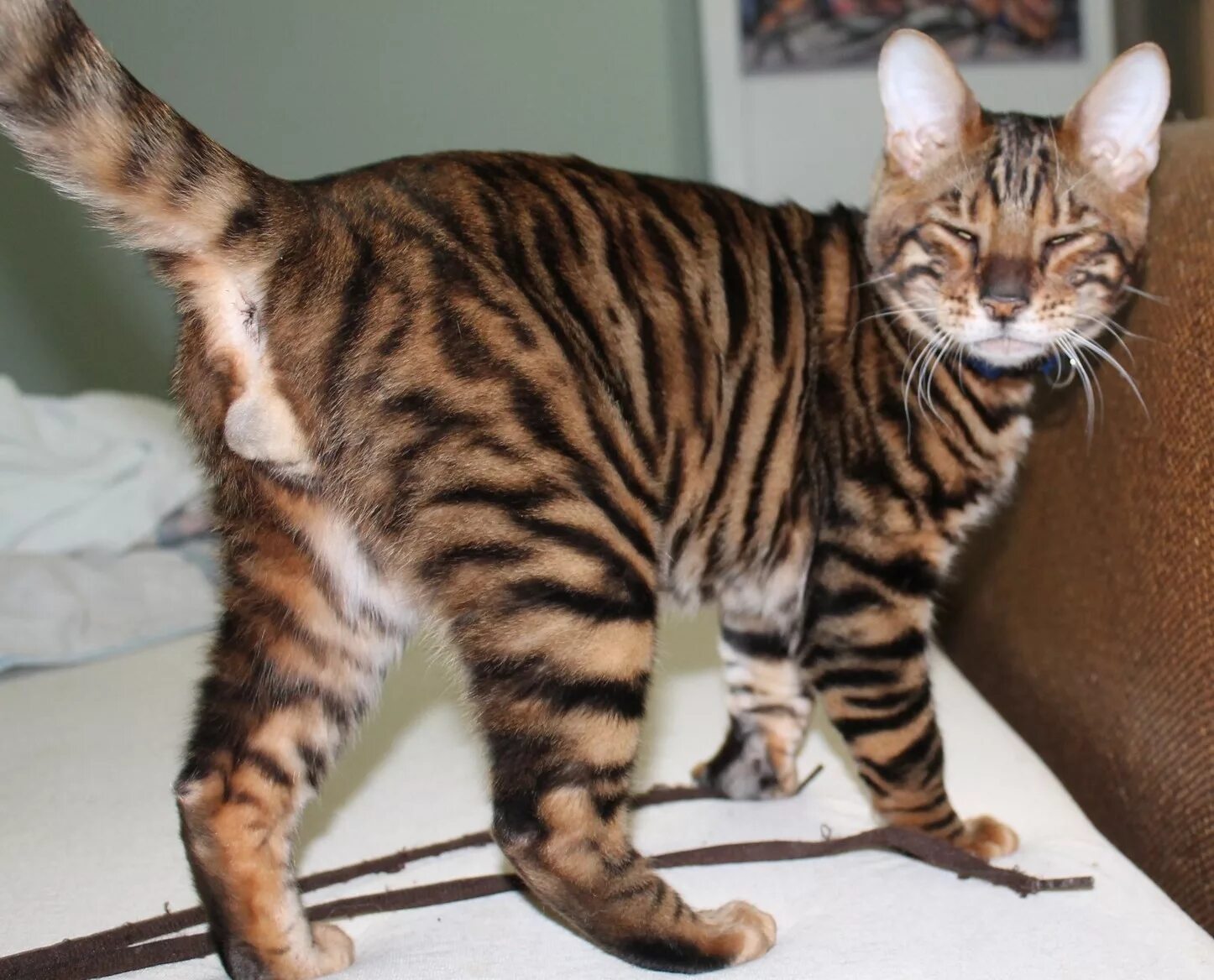Кот тайгер фото toyger cat breed Bei gatti, Cane gatto, Gatto ragdoll